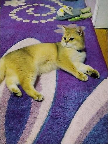 pişik yuva: Britan — 1