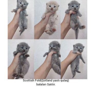 Şotland, Erkək, Dişi, Ünvandan götürmə