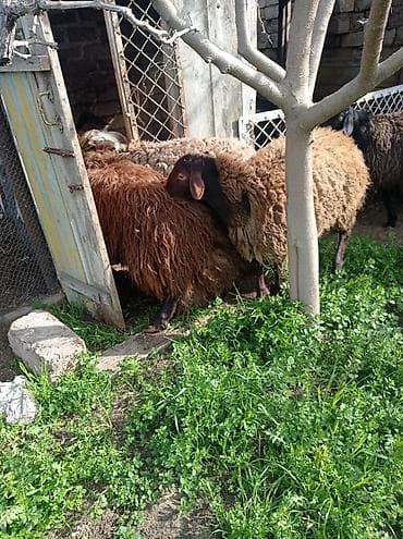 qoyun qala: Erkək, Qala, il: 1, 70 kq, Damazlıq, Ətlik, Ünvandan götürmə — 5