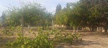 sulutəpə çiçək qəsəbəsi: 8 sot, Tikinti, Makler, Kupça (Çıxarış) — 2