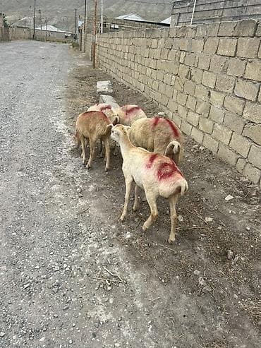 4 disi 1 erkəy beyləqan kərə qulag ünvan müsviqabad qəsəbəsi tərəf — 4