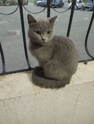 pişikler: Dişi, Yaxşı əllərə, Ünvandan götürmə — 1