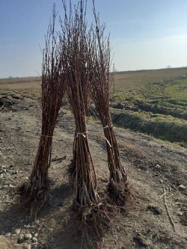 продам ворота бу: Саженцы деревьев — 1