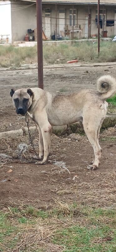 отдам в хорошие руки маленькую собачку: Кангал, 2 года, Самец, С прививками — 4