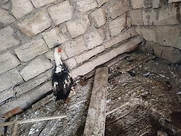 yasil bas ordek: Musk ördəyi (indoutka) – qarışıq rəngli (qara-ağ), iri gövdəli. Geniş — 2