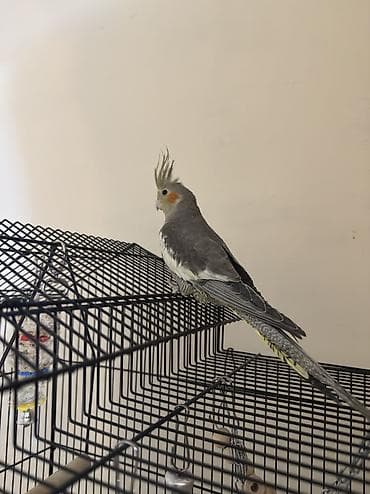 papuqay quş: AĞCABƏDİ RAYONU ÖZ YETİŞDİRDİYİMİZ BALALAR . ƏLƏ ÖYRƏŞMİŞ DİŞLƏMİRLƏR — 10