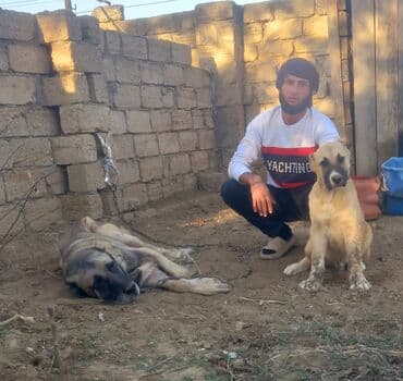 шпиц цена в баку: Кангал — 5