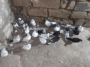 ley quşu: Məhsul: Ev göyərçinləri dəsti Təsvir: - Qarışıq rənglərdə və — 2