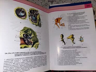 atlas koynekler: Məhsul: “İnsan Anatomiyası Atlası” – 3-cü nəşr - Müəlliflər: V.B — 4