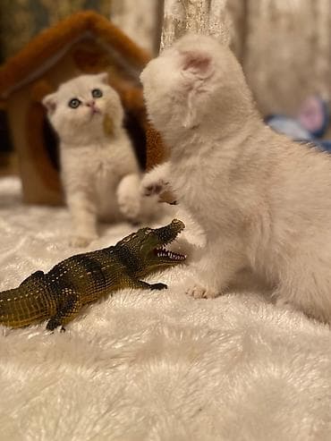 pişik: Yumşaq oyuncaq timsah – realist detallı plastik fiqur - Material — 3