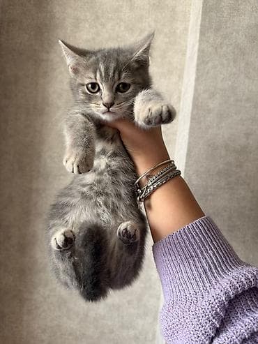 Шотландская