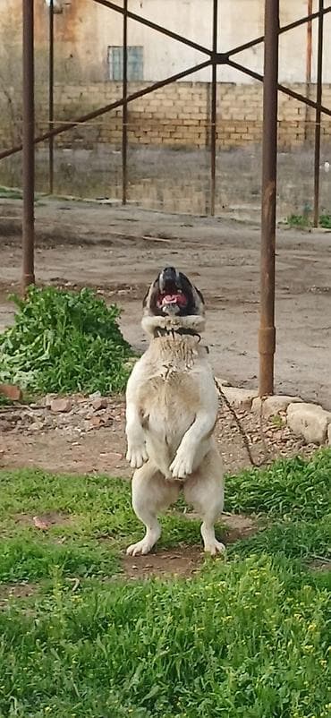 etibarli elere verilir: Qurdbasar, 10 ay, Dişi, Peyvəndli — 9