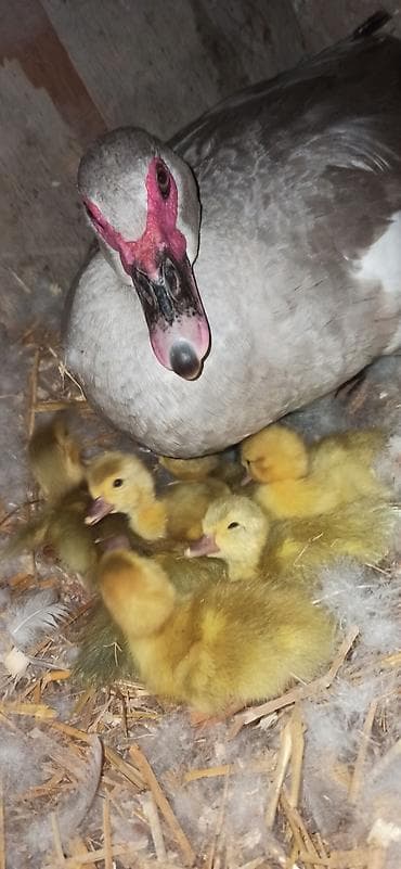 Dişi, | Lal ördək, Ətlik