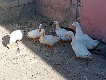 Ağ rəngli ördəklər – dəstə halında. - Sayı: şəkillərdə 6 baş - Rəng lalafo.az -da Ağ rəngli ördəklər – dəstə halında. - Sayı: şəkillərdə 6 baş - Rəng