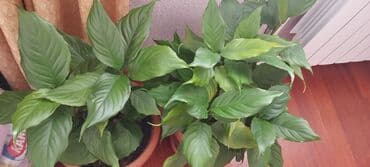 Qadın xöşbəxtliyi gülü,ev şəraitində saxlanılır, gözəl sağlam bitkidir lalafo.az -da Qadın xöşbəxtliyi gülü,ev şəraitində saxlanılır, gözəl sağlam bitkidir