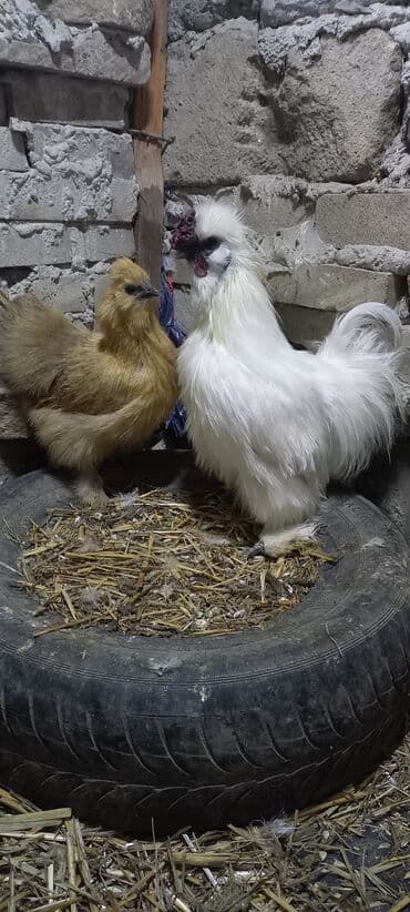 PonPon cütü 65 azn cavan aktiv heyvanlardı lalafo.az -da PonPon cütü 65 azn cavan aktiv heyvanlardı