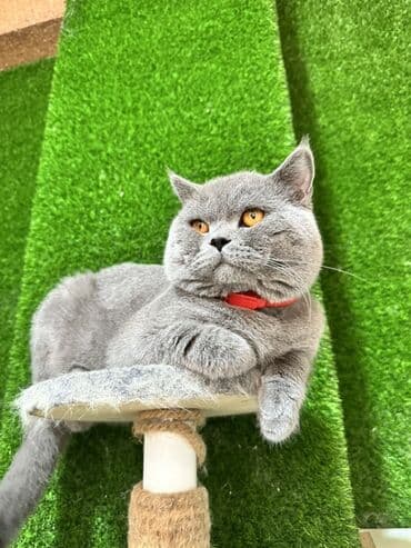 Britan lalafo.az -da Britan