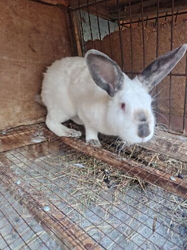 Məhsul: Ev şəraitində saxlanılan dekorativ dovşanlar şortlandiya tək lalafo.az -da Məhsul: Ev şəraitində saxlanılan dekorativ dovşanlar şortlandiya tək