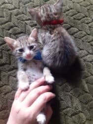 Реечные панели: Самец, Самка, В добрые руки at lalafo.az — 11 Реечные панели: Самец, Самка, В добрые руки — 11