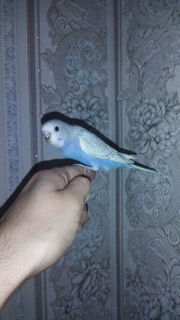 Satılır ələ yatqin, sağlam ve aktiv quşlar. Ünvan Nesimi metrosu lalafo.az -da Satılır ələ yatqin, sağlam ve aktiv quşlar. Ünvan Nesimi metrosu