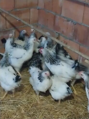 Toyuq, Damazlıq, Ödənişli çatdırılma lalafo.az -da Toyuq, Damazlıq, Ödənişli çatdırılma