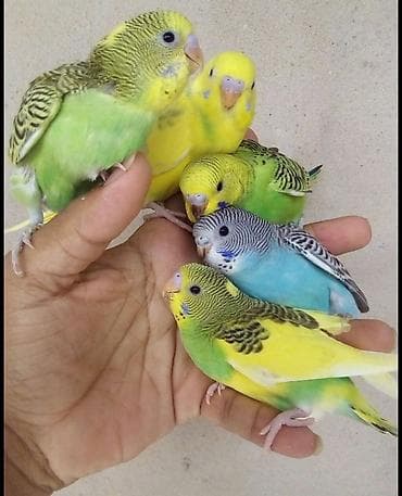 SUPER PAPUQAY DƏSTİ 🦜cemi 45 azn ✨ Hamısı bir yerdə – ideal başlanğıc lalafo.az -da SUPER PAPUQAY DƏSTİ 🦜cemi 45 azn ✨ Hamısı bir yerdə – ideal başlanğıc