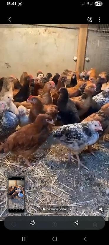 Toyuq cücələri, Ətlik lalafo.az -da Toyuq cücələri, Ətlik