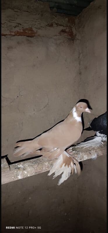 - Növ: Ev göyərçini, dekorativ cins - Rəng: Açıq qəhvəyi/kofe lalafo.az -da - Növ: Ev göyərçini, dekorativ cins - Rəng: Açıq qəhvəyi/kofe