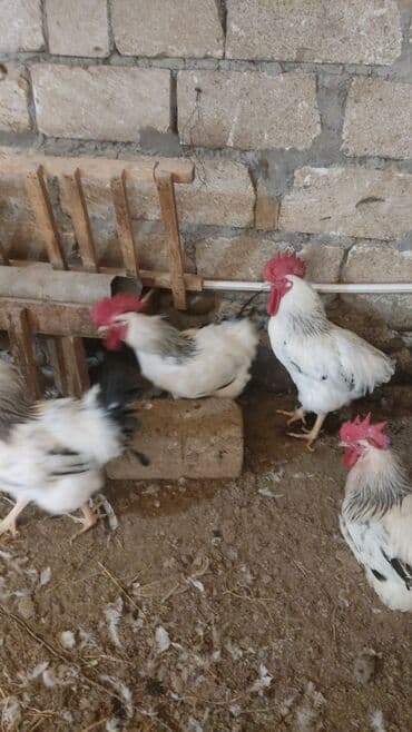 Toyuq, Damazlıq lalafo.az -da Toyuq, Damazlıq