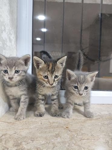 Erkək, Dişi lalafo.az -da Erkək, Dişi