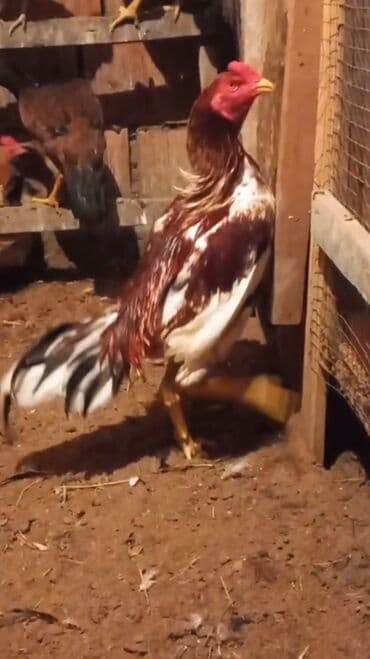 Xoruz, Heyratı, il: 1, Ünvandan götürmə, Ödənişli çatdırılma lalafo.az -da Xoruz, Heyratı, il: 1, Ünvandan götürmə, Ödənişli çatdırılma