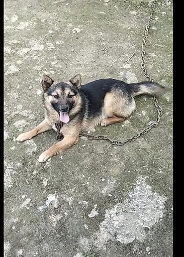 10 ay, Erkek, Peyvəndli lalafo.az -da 10 ay, Erkek, Peyvəndli