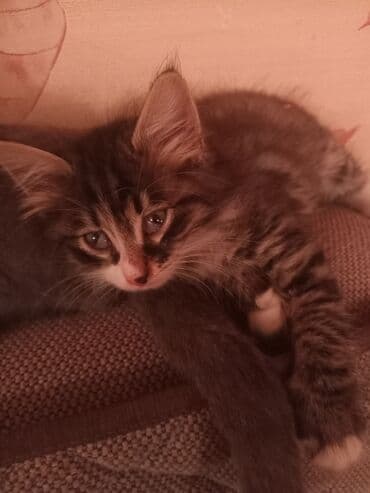 Erkək, Yaxşı əllərə lalafo.az -da Erkək, Yaxşı əllərə