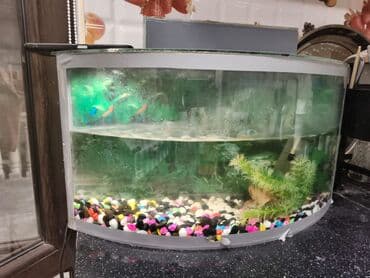 Yarımay formalı şüşə akvarium seti - Ön hissəsi qabarıq (panoramik) lalafo.az -da Yarımay formalı şüşə akvarium seti - Ön hissəsi qabarıq (panoramik)