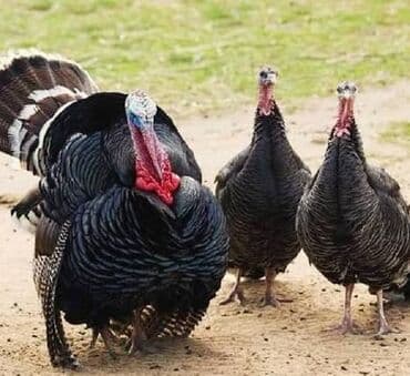 Erkək, Damazlıq lalafo.az -da Erkək, Damazlıq