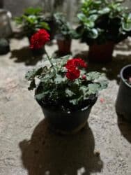 Удобрения: Ətirli pelargonium (sardunya) – iri, sıx yarpaqlı otaq bitkisi. - at lalafo.az — 6 Удобрения: Ətirli pelargonium (sardunya) – iri, sıx yarpaqlı otaq bitkisi. - — 6