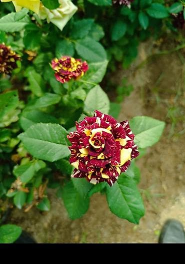 Nadir rəng keçidinə malik bicolor qızılgül kolu – sarı əsasın üzərində lalafo.az -da Nadir rəng keçidinə malik bicolor qızılgül kolu – sarı əsasın üzərində