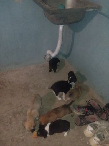 1 ay lalafo.az -da 1 ay