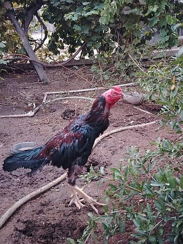 Yaş yarımlıq xoruzdu damazlıq dimdiyi əyridi amma problemi yoxdu əyri lalafo.az -da — 10 Yaş yarımlıq xoruzdu damazlıq dimdiyi əyridi amma problemi yoxdu əyri — 10