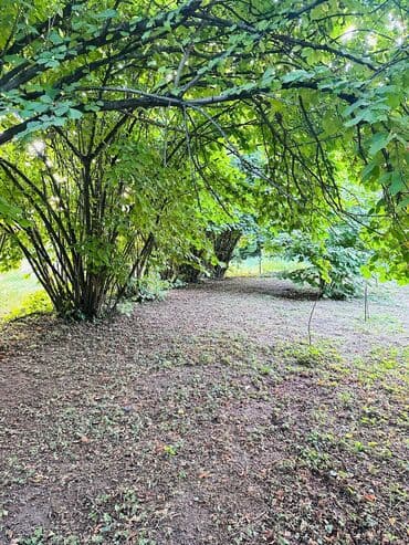 6 sot, Kənd təsərrüfatı, Mülkiyyətçi, Kupça (Çıxarış) lalafo.az -da 6 sot, Kənd təsərrüfatı, Mülkiyyətçi, Kupça (Çıxarış)