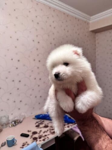 Samoyed, 2 ay, Erkek, Pulsuz çatdırılma lalafo.az -da Samoyed, 2 ay, Erkek, Pulsuz çatdırılma