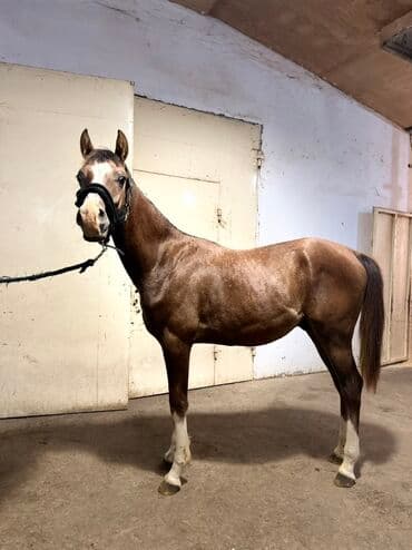 Erkək, Ərəb, il: 1, Pulsuz çatdırılma lalafo.az -da Erkək, Ərəb, il: 1, Pulsuz çatdırılma