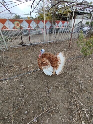 Erkək, Damazlıq lalafo.az -da Erkək, Damazlıq