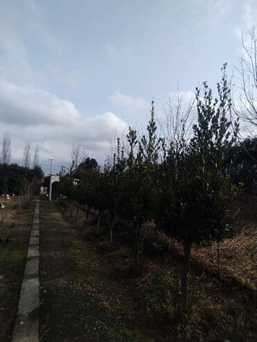 Удобрения: İlin 12 ayı həmişə yaşıl dekorativ ağaclar yarpaqları tökülmür bu at lalafo.az — 14 Удобрения: İlin 12 ayı həmişə yaşıl dekorativ ağaclar yarpaqları tökülmür bu — 14