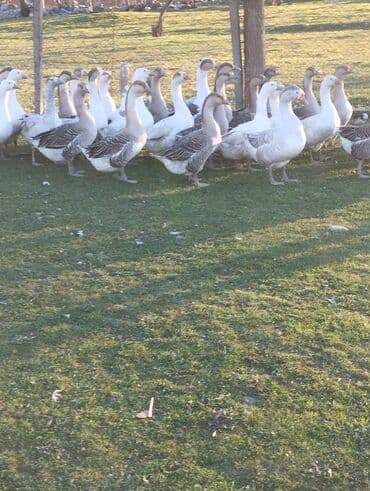 Qaz sürüsü – iri cüssəli, boz-ağ rəngli yerli xaçlamalar. Açıq ərazidə lalafo.az -da Qaz sürüsü – iri cüssəli, boz-ağ rəngli yerli xaçlamalar. Açıq ərazidə