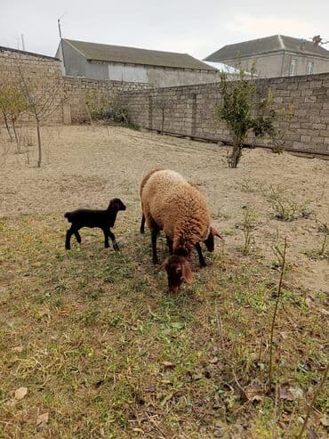 1 Dişi, 2 bala, balalar 2 side Dişidi lalafo.az -da — 6 1 Dişi, 2 bala, balalar 2 side Dişidi — 6
