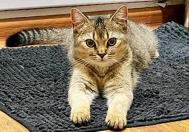 Şinşilla, Dişi lalafo.az -da Şinşilla, Dişi