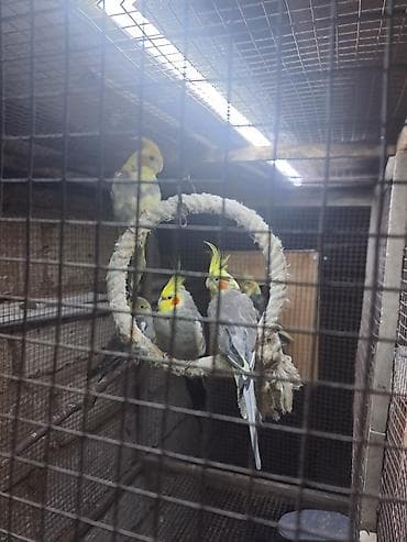 Hazır bala verən korella cütləri satılır. Quşlar tam sağlamdır. 3 cüt lalafo.az -da Hazır bala verən korella cütləri satılır. Quşlar tam sağlamdır. 3 cüt