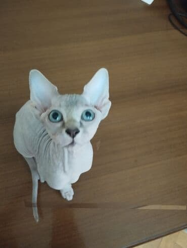 Sfinks lalafo.az -da Sfinks