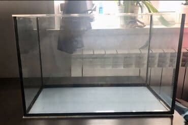 Şüşə akvarium Akvariumu istəyə görə boş yaxud bitki və canlılarla lalafo.az -da Şüşə akvarium Akvariumu istəyə görə boş yaxud bitki və canlılarla